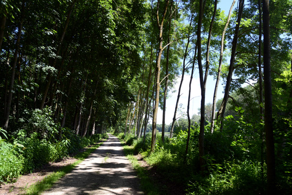 Donauradweg from Dillingen to Höchstädt