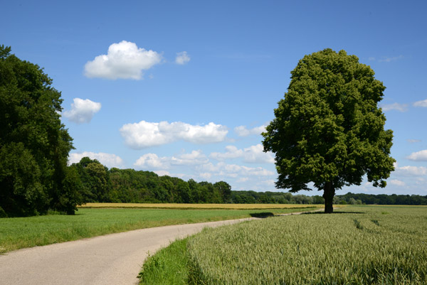 Cycling through the green countryside between Blindheim and Donauwörth