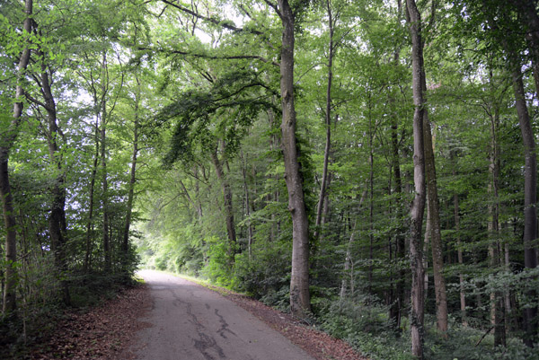 Donauradweg passing through a section of forest