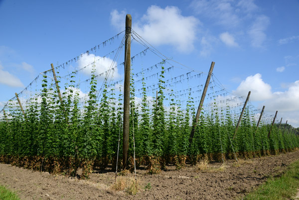 Hops, one of the ingredients required for beer