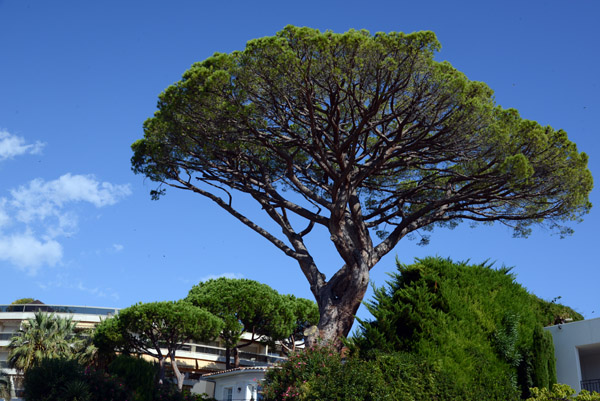 Perhaps these are the pines Juan Les Pins is named for