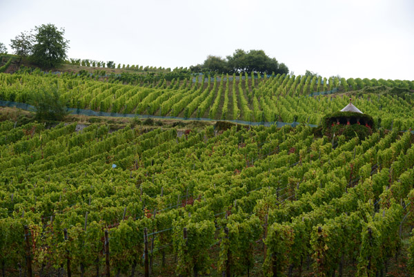 Vineyards around Riquewihr