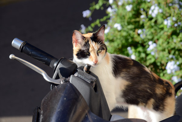 Kitty on a motorbike, Porto-Vecchio