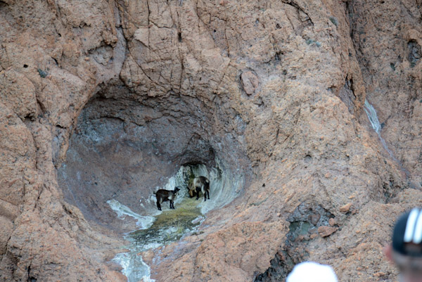 Goats in a small cave, Scandola Nature Reserve