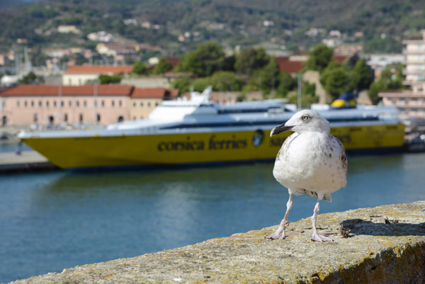 Seagull on the ramparts of Portoferraio with one of the Corsica ferries