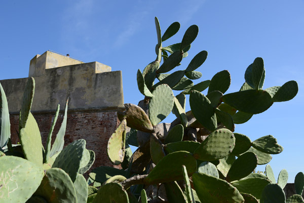 Cactus on the ramparts of Portoferraio, Elba
