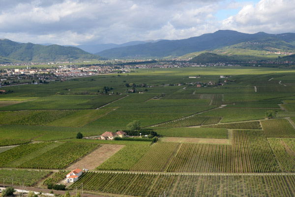 Vineyards outside Colmar, Alsace