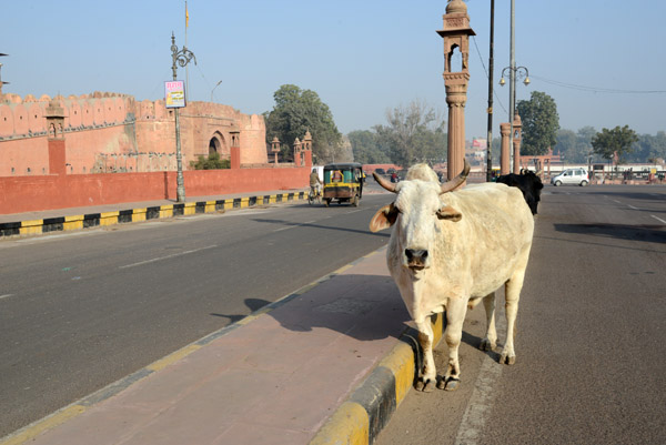 Rajasthan Jan16 0474.jpg
