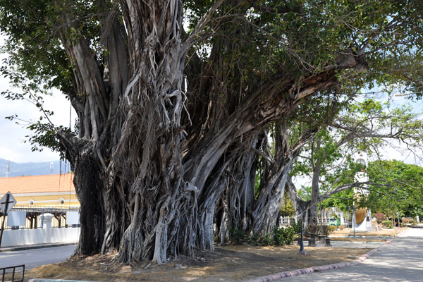 Banyan tree, Dili