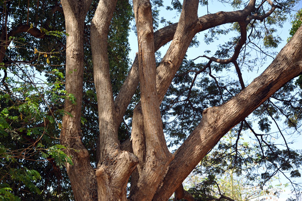 Trees inside the Maubara Fort