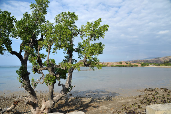 Lone mangrove tree near Ulmera Beach
