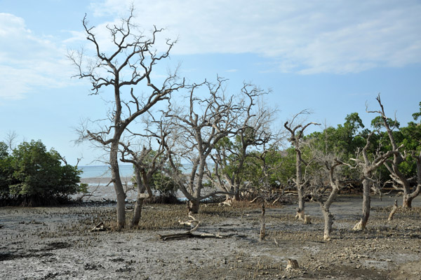 Mangroves around Tibar Bay