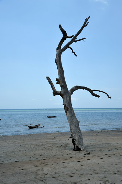 Transitioning from Shipwreck Beach to Mangrove Beach
