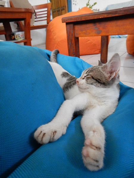 The kitten of Dive Timor Lorosae