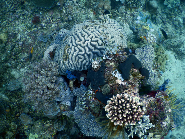 TimorDive Sep18 0156.jpg