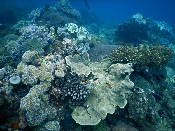 TimorDive Sep18 0159.jpg