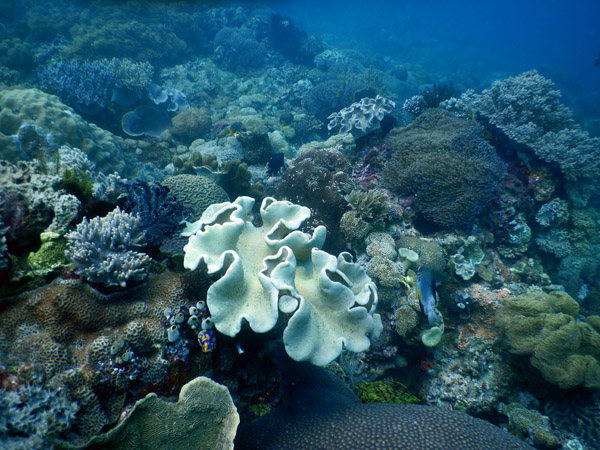 TimorDive Sep18 0160.jpg
