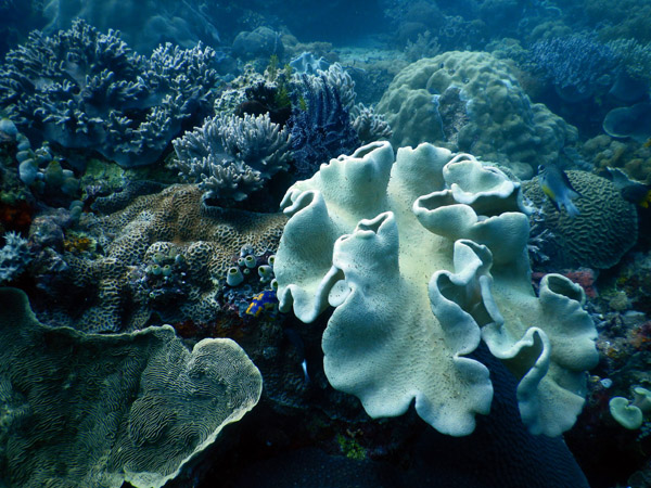 TimorDive Sep18 0162.jpg