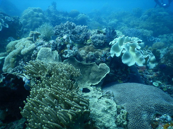 TimorDive Sep18 0165.jpg