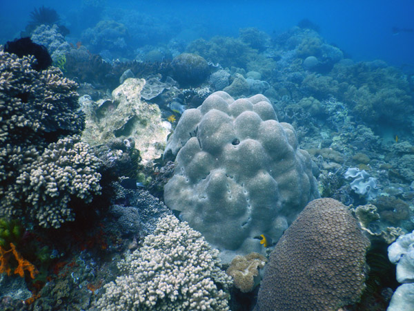 TimorDive Sep18 0168.jpg