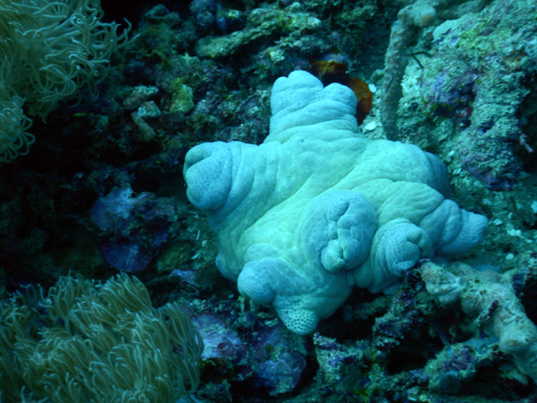TimorDive Sep18 0183.jpg