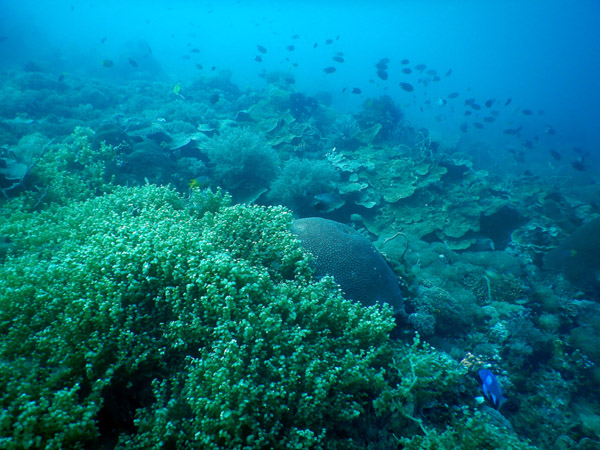 TimorDive Sep18 0196.jpg