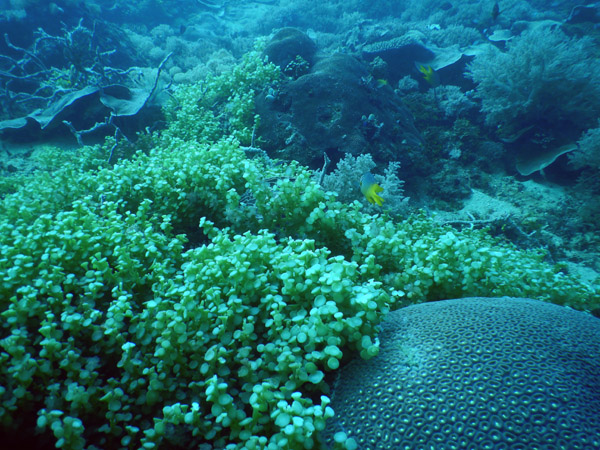 TimorDive Sep18 0198.jpg