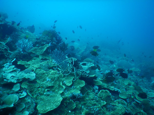 TimorDive Sep18 0199.jpg