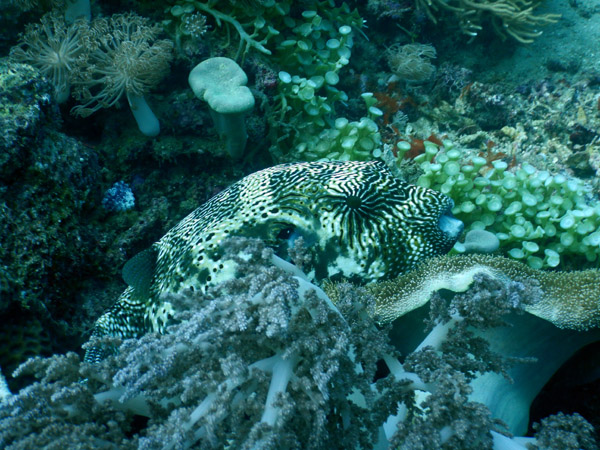 TimorDive Sep18 0209.jpg