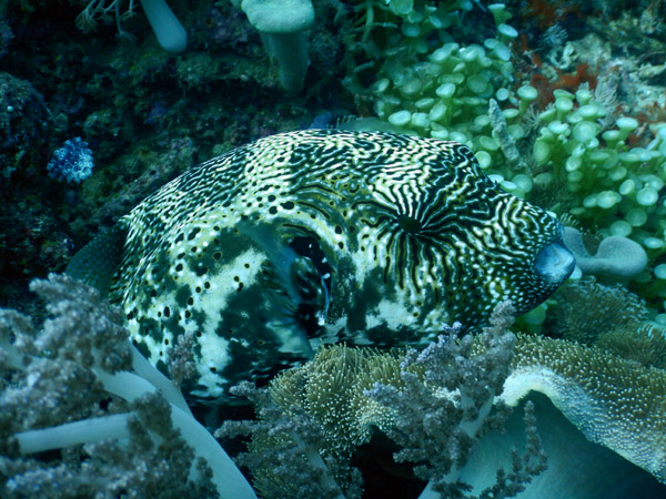 TimorDive Sep18 0211.jpg
