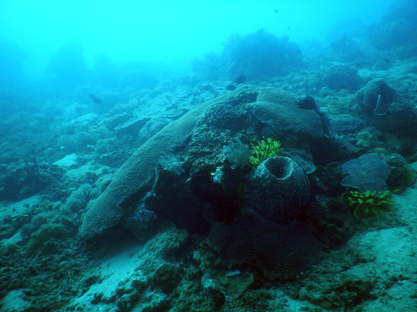 TimorDive Sep18 0219.jpg