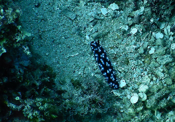 TimorDive Sep18 0222.jpg