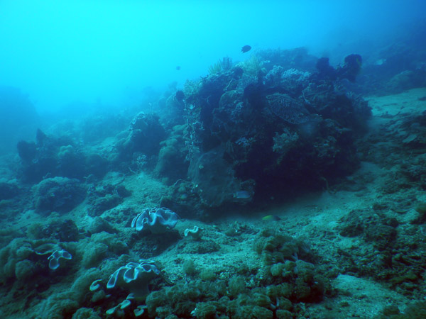 TimorDive Sep18 0229.jpg
