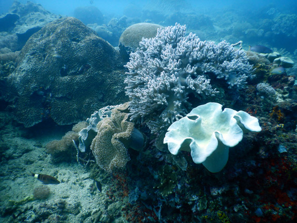 TimorDive Sep18 0236.jpg