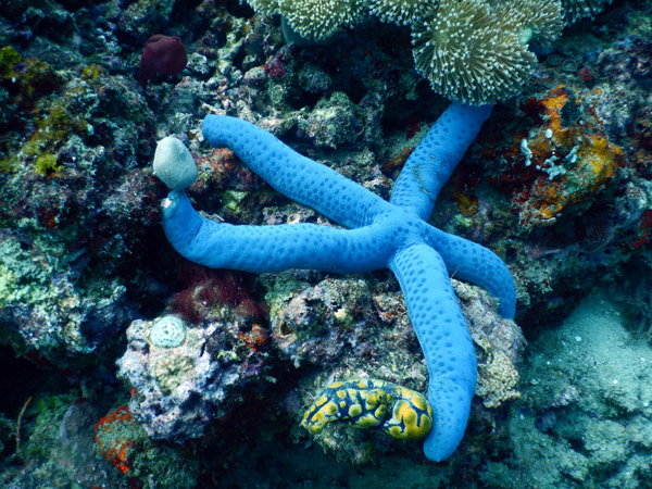 TimorDive Sep18 0247.jpg