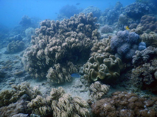 TimorDive Sep18 0257.jpg