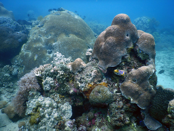 TimorDive Sep18 0261.jpg