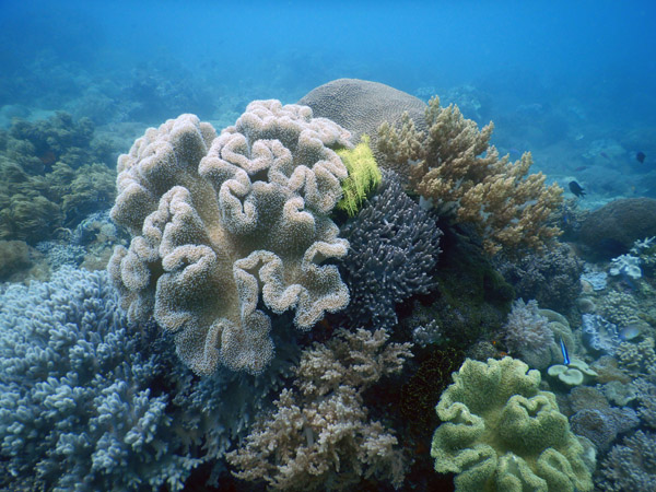 TimorDive Sep18 0265.jpg