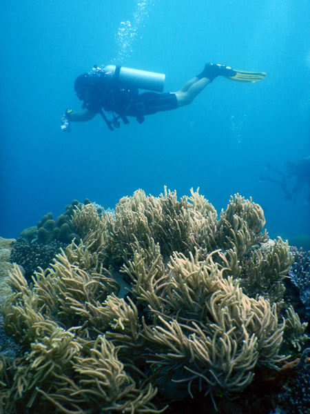 TimorDive Sep18 0267.jpg