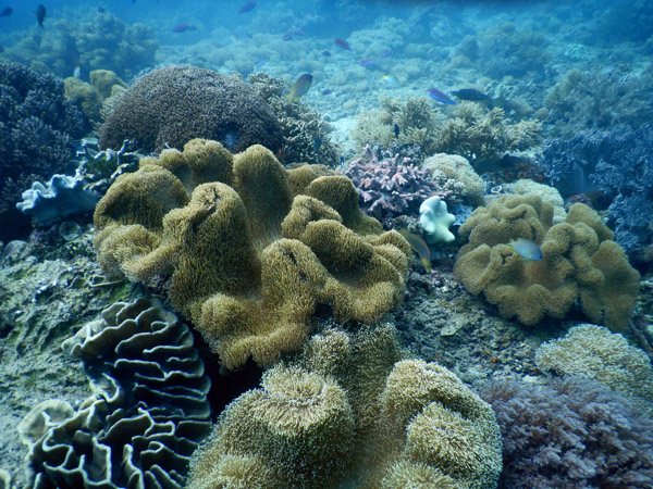 TimorDive Sep18 0268.jpg