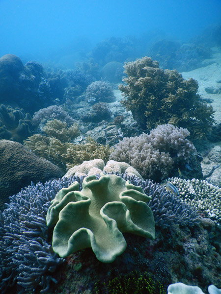 TimorDive Sep18 0279.jpg