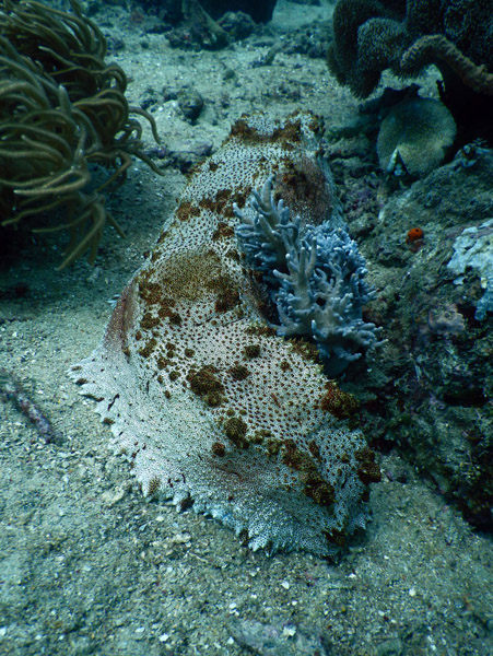 TimorDive Sep18 0286.jpg