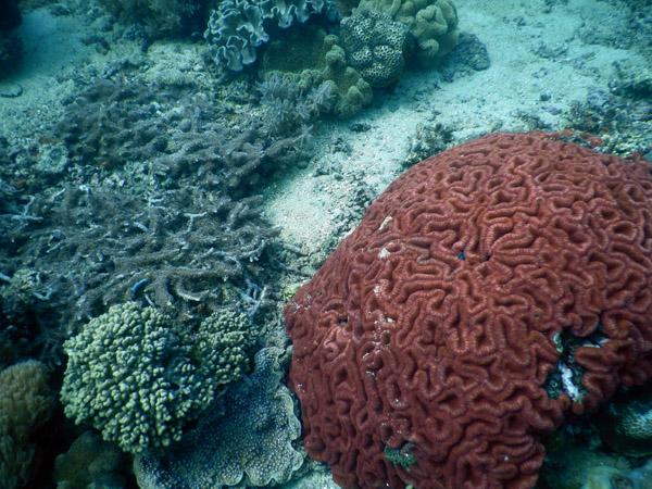 TimorDive Sep18 0291.jpg