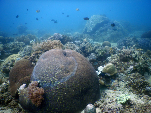 TimorDive Sep18 0293.jpg