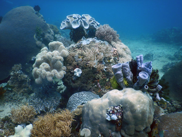TimorDive Sep18 0298.jpg