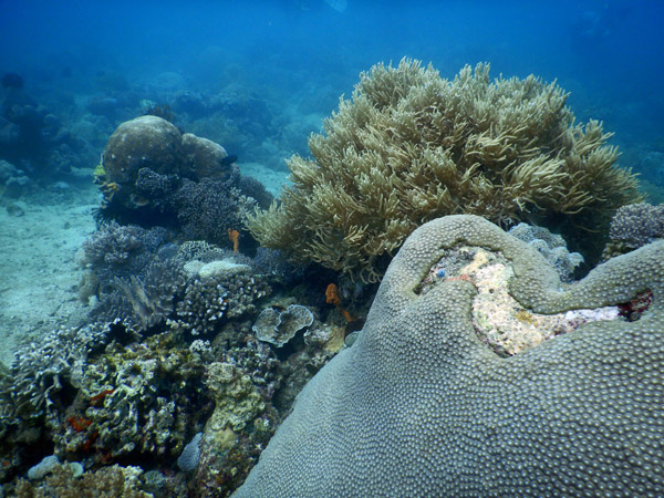 TimorDive Sep18 0300.jpg