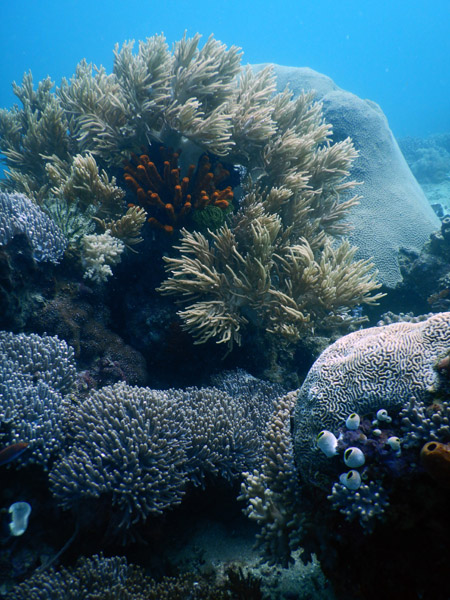 TimorDive Sep18 0306.jpg