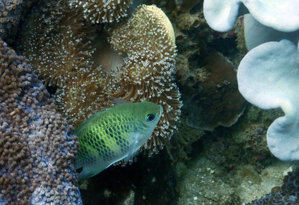 TimorDive Sep18 0310.jpg