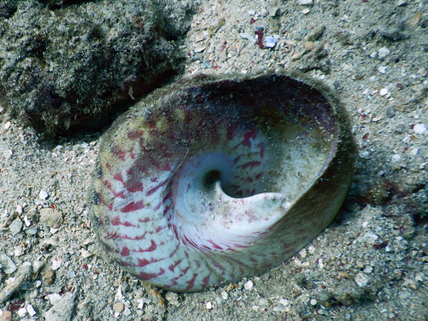 TimorDive Sep18 0317.jpg