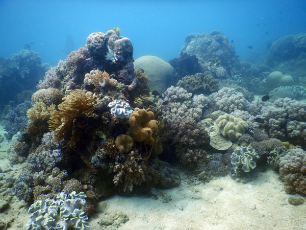 TimorDive Sep18 0320.jpg